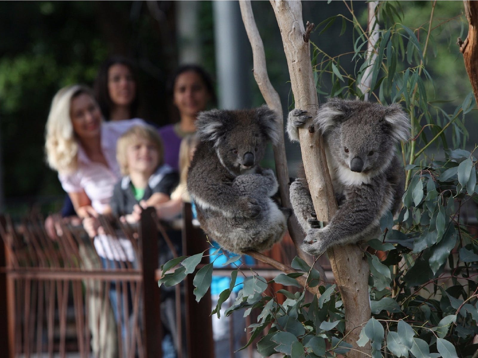 멜버른 동물원, Attraction, 멜버른, Victoria, Australia